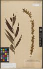 Foto von Salix triandra L. x Salix viminalis L.